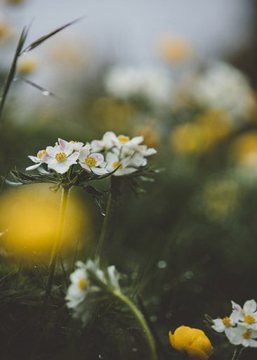 Alpine Flowers by Maike Wittreck